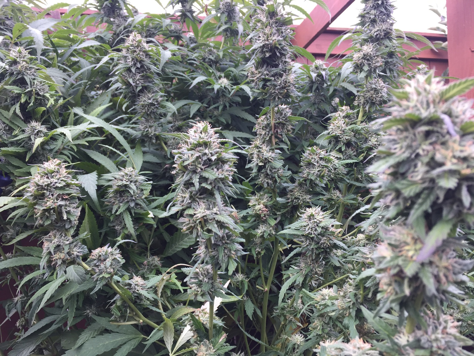 BC Mtn. Pinewarp