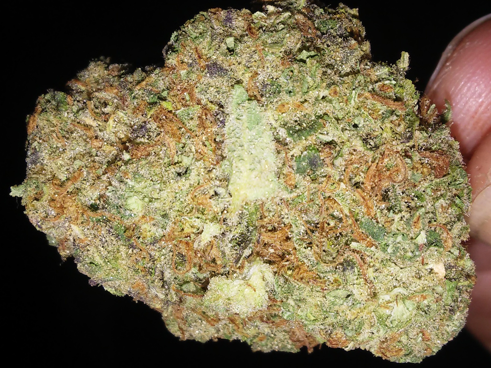 BF Blue Cheese