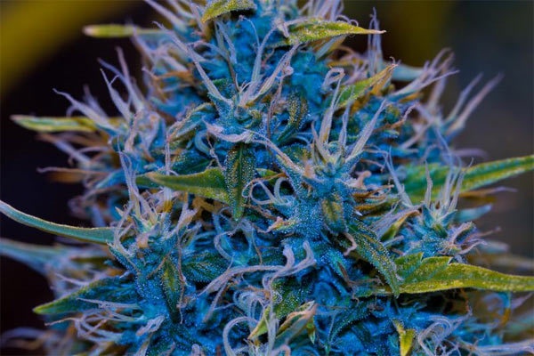 BF G13 Haze