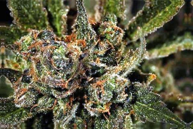 Big Kush