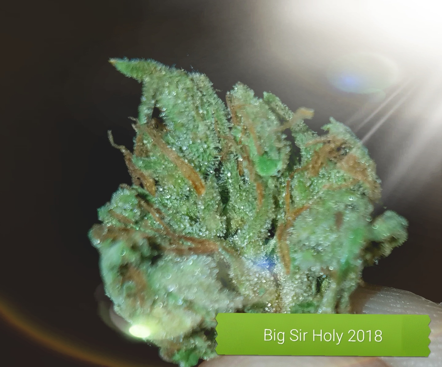 Big Sur Holy Weed