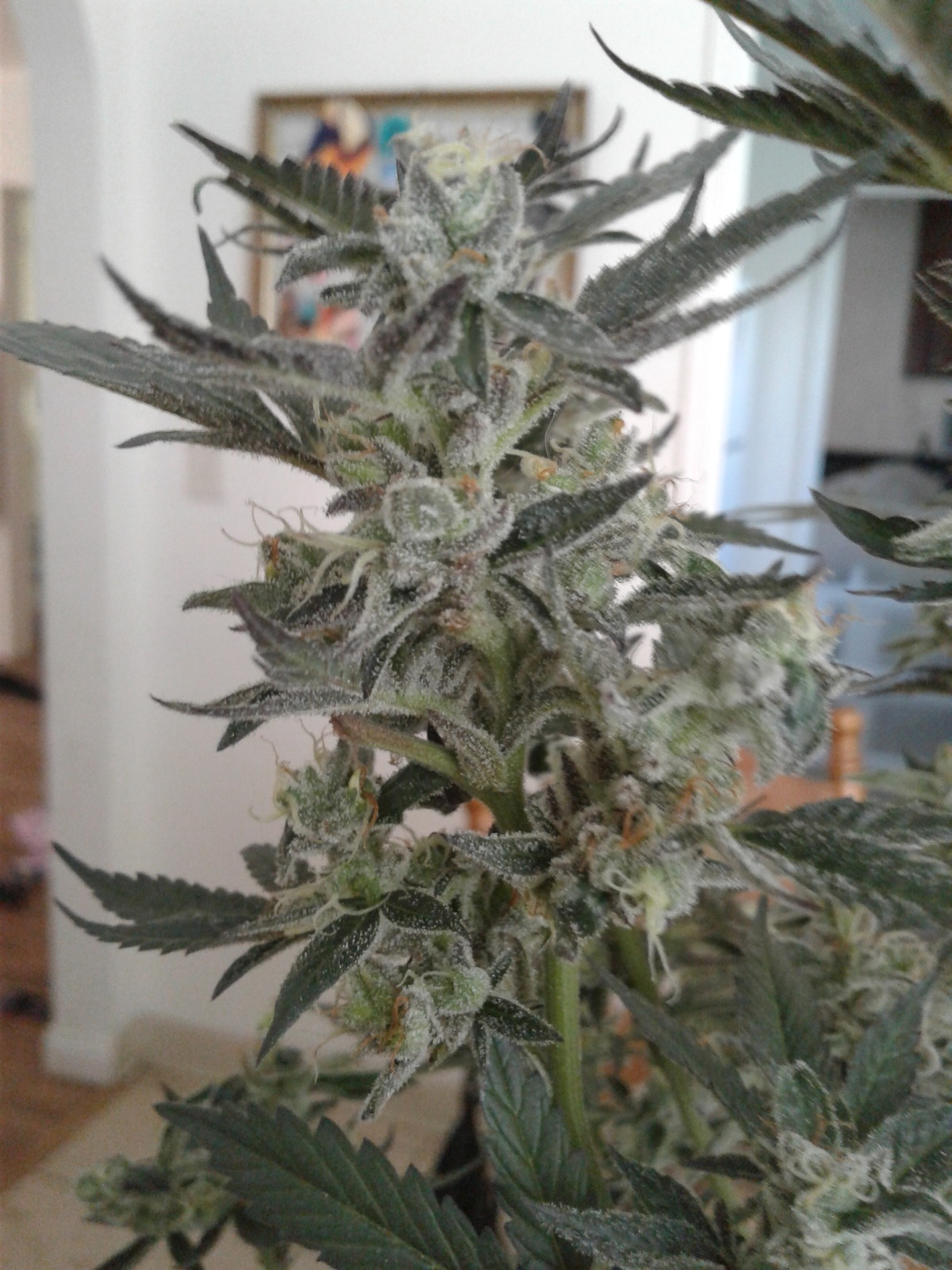 Black Cherry Cheesecake