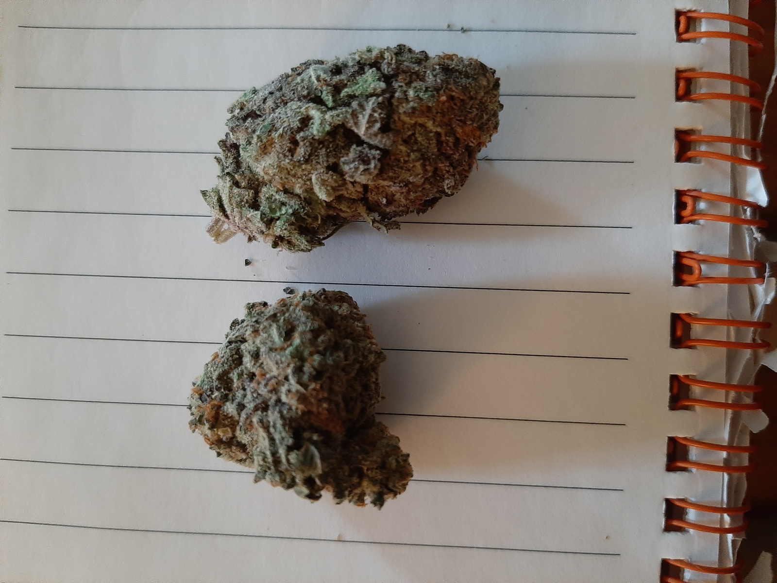 Black Gorilla