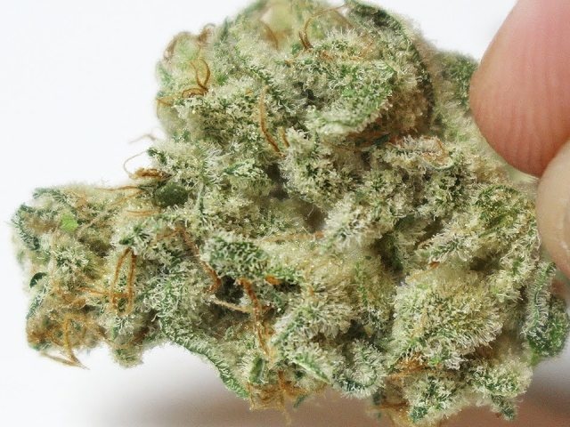 Blackberry Chem og