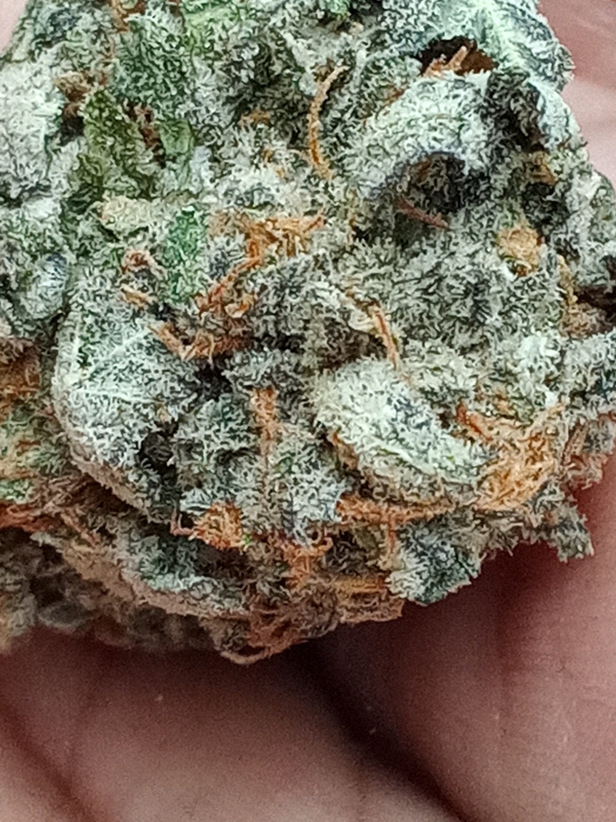 Blue Bubba