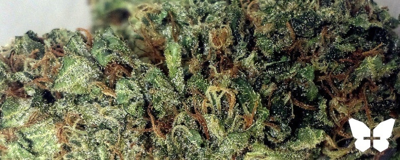 Blue Cap Crush