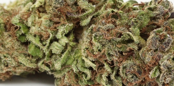 Blue City Diesel