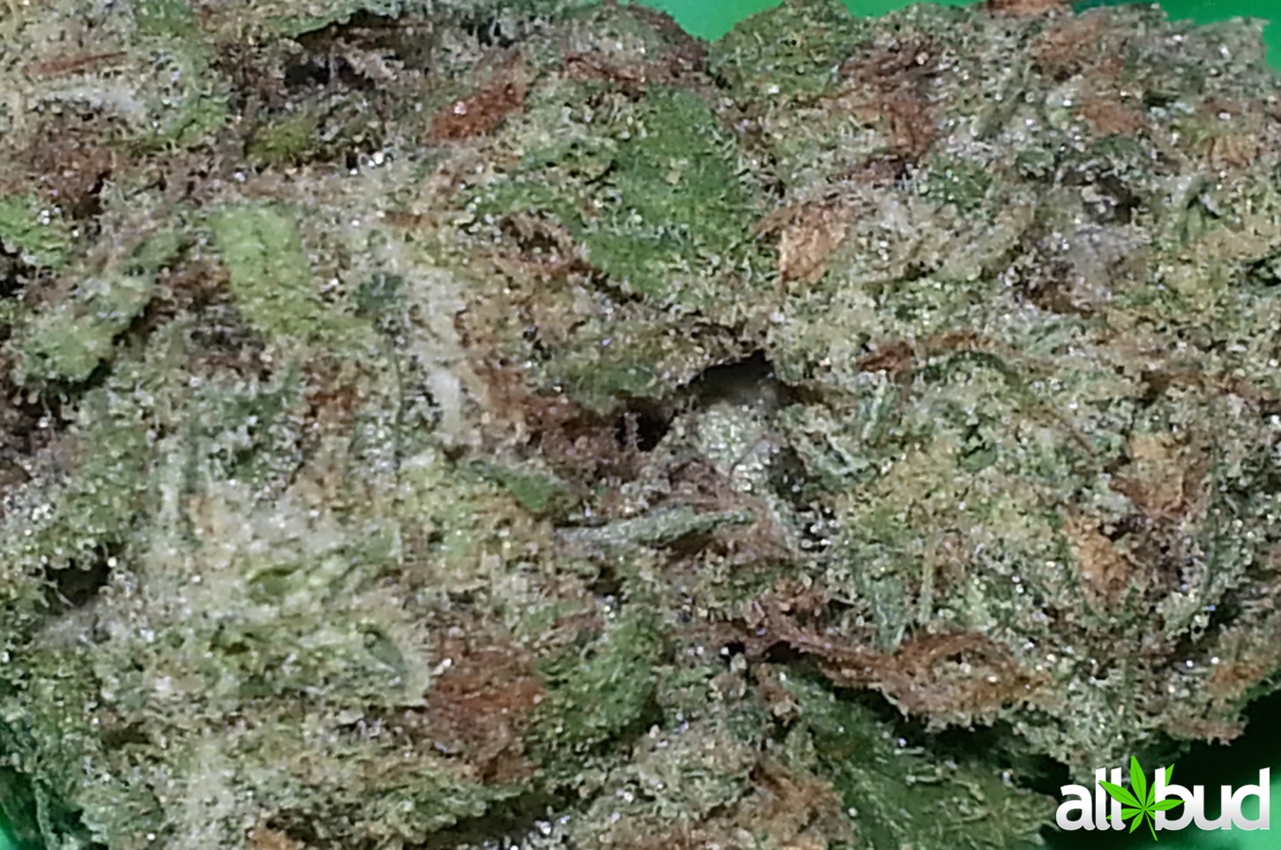 Blue Jack