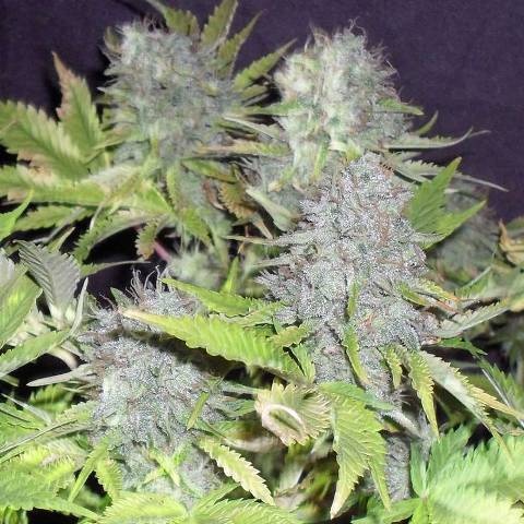Blue Kripple