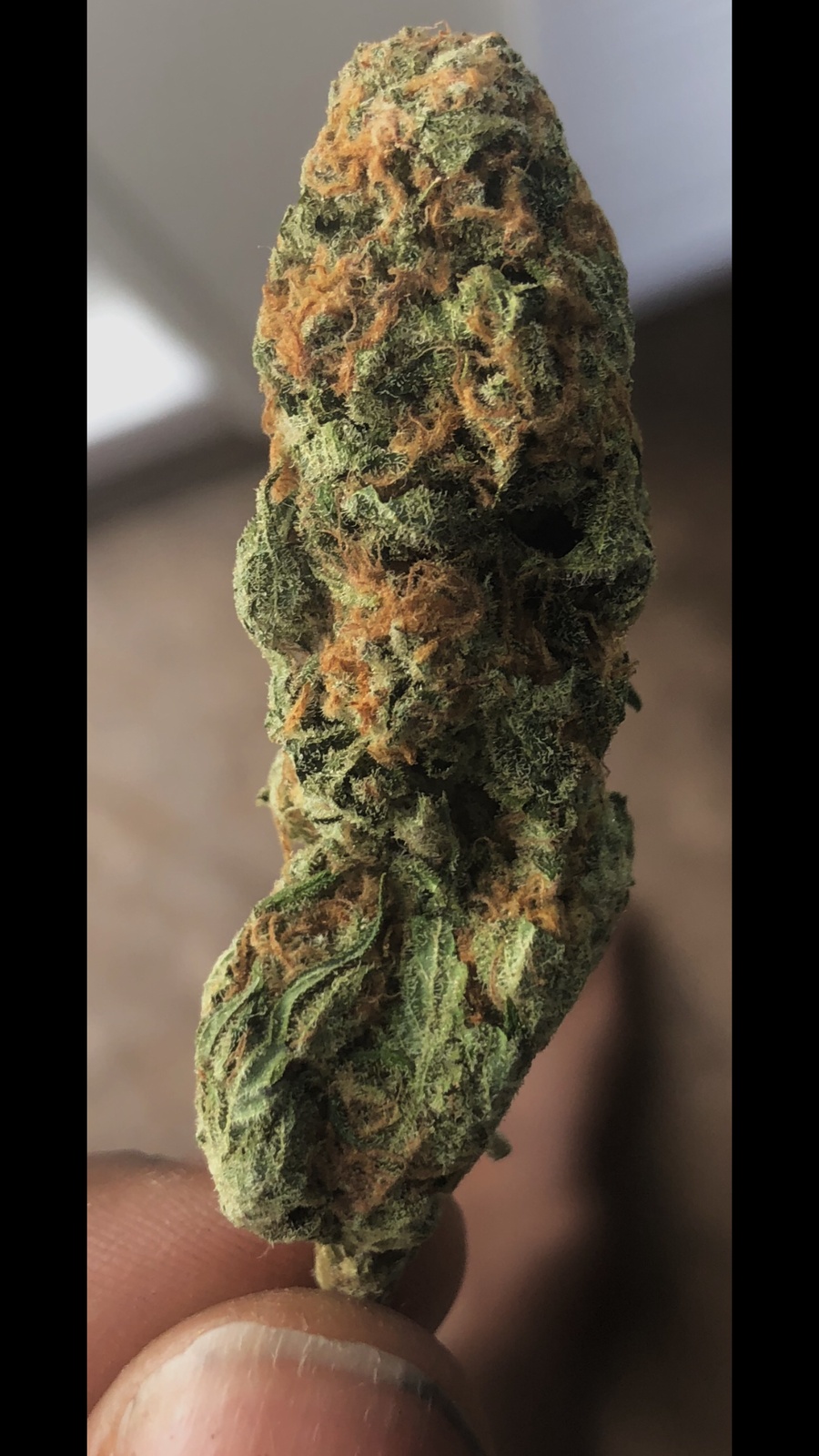 Blue Northern