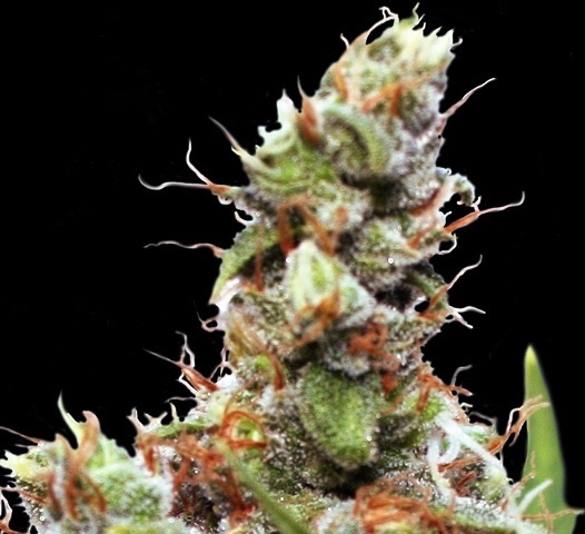 Blue Shark Auto