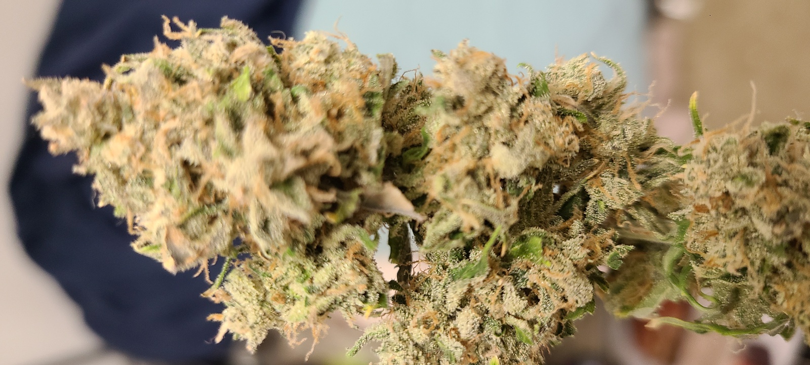 Blueberry Ghost Og