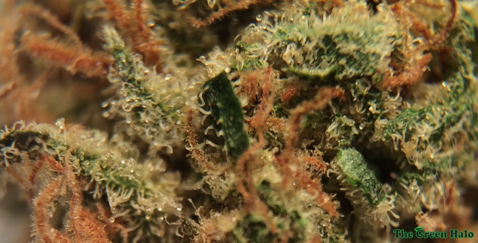 Blueberry Gum