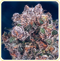 Blueberry Nice