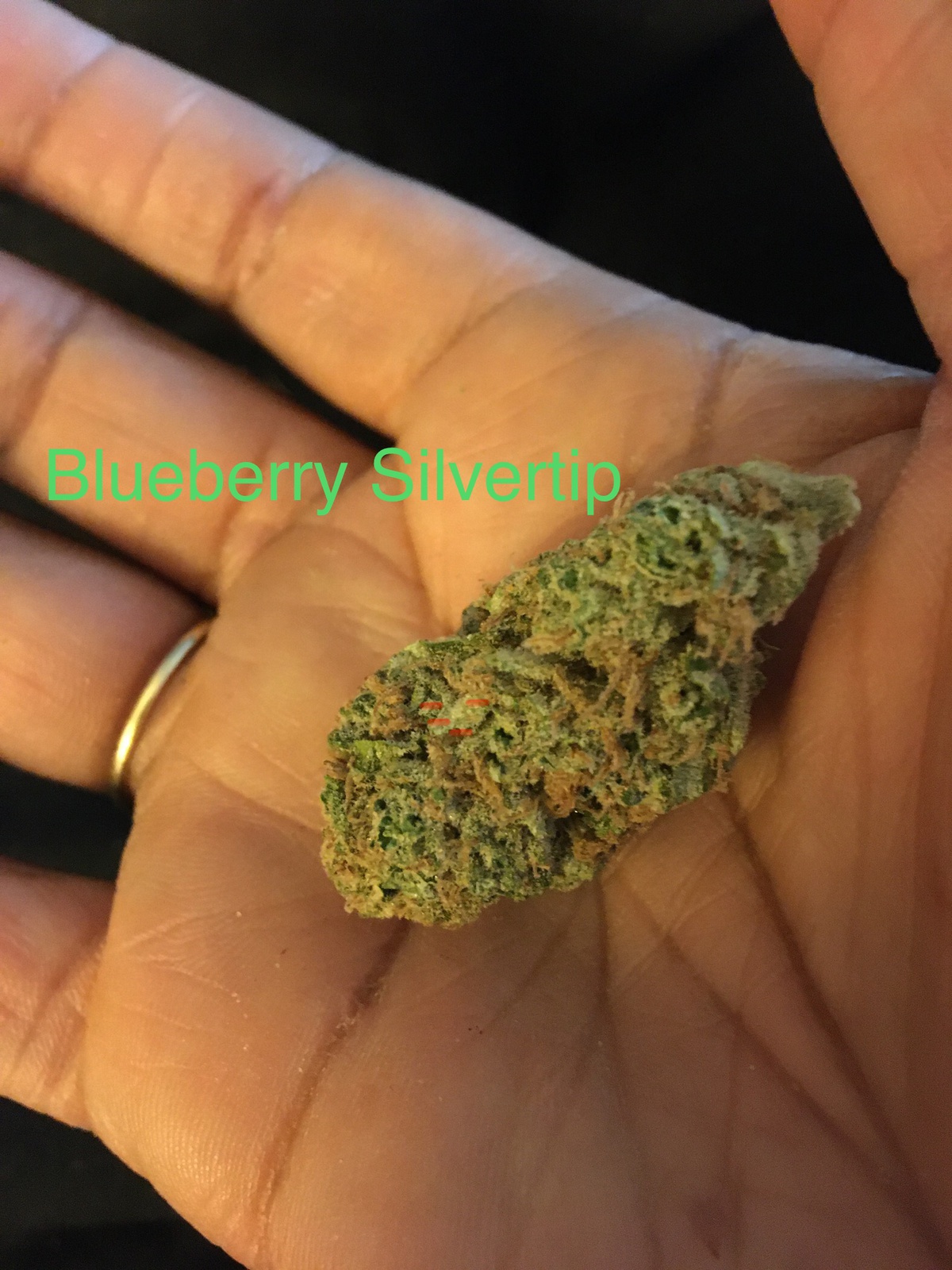 Blueberry Silvertip