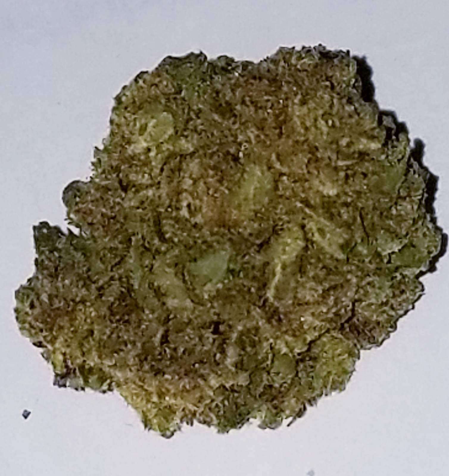 Boss OG