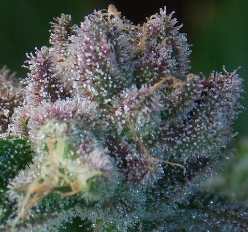 Boysenberry