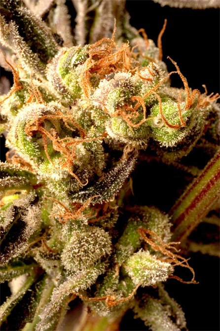 Brainstorm Haze