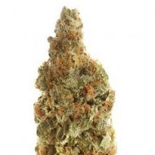 Brazilian Landrace