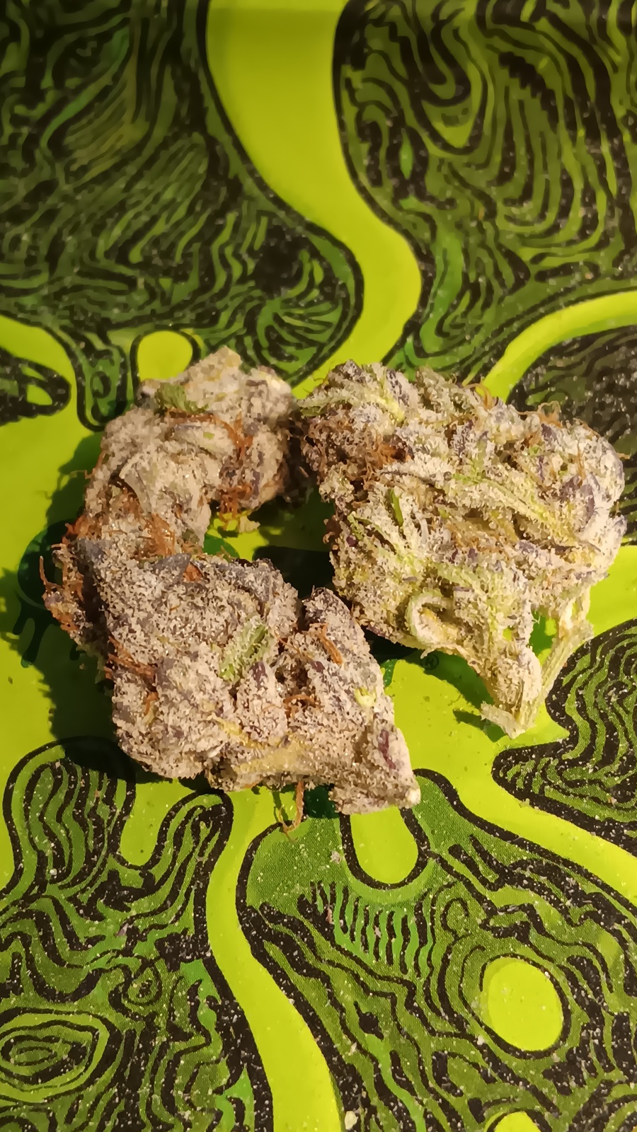 Breakfast of Champions