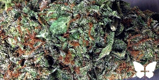 Bubba Skywalker