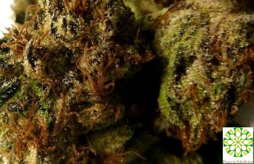 Bubba's Gift