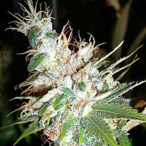 Bubble Cheese