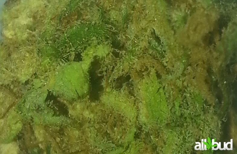 Bubblicious