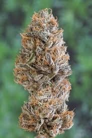 Buddha’s Gift