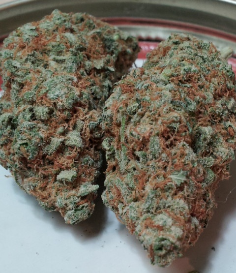 Cali Big Bud