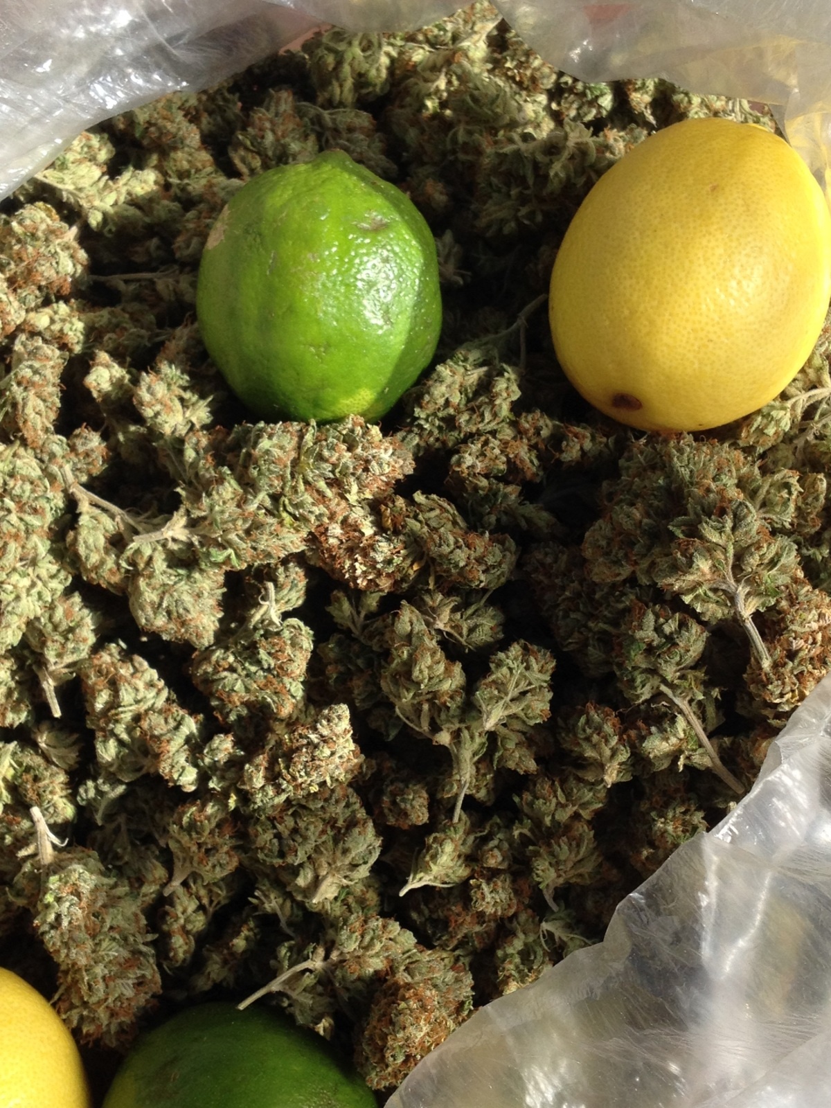 Cali Gold