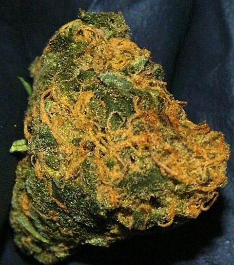 Candy Skunk