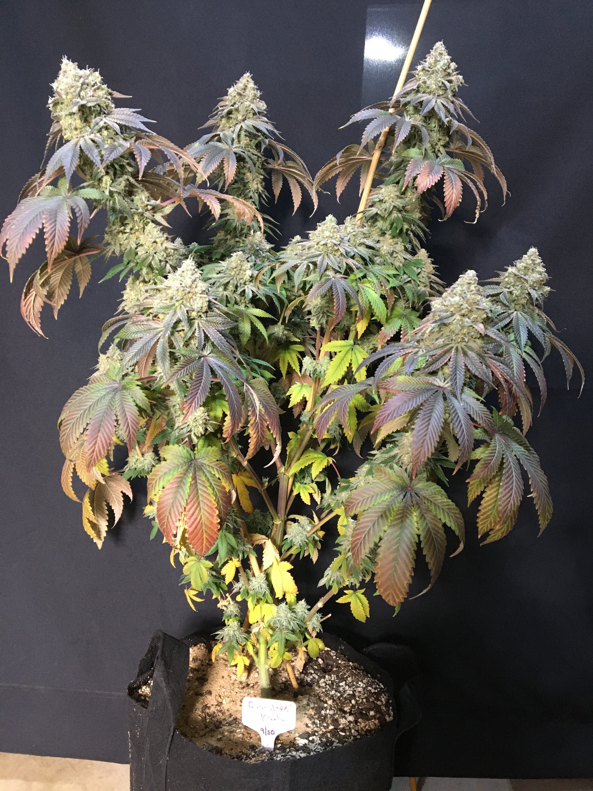 Cannalope Kush