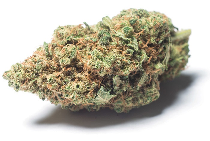 Cannatonic #7