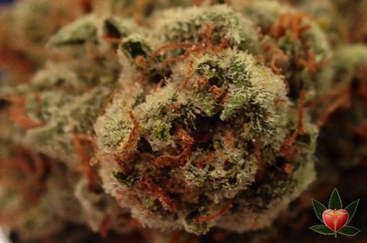 Captain America OG
