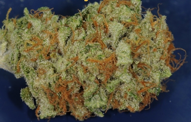 Caramel Candy Kush