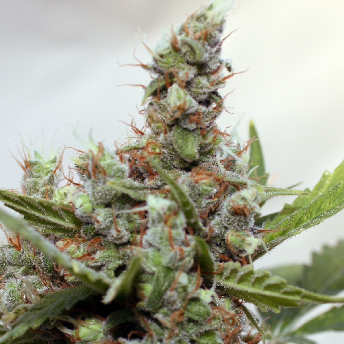 CBD Shark