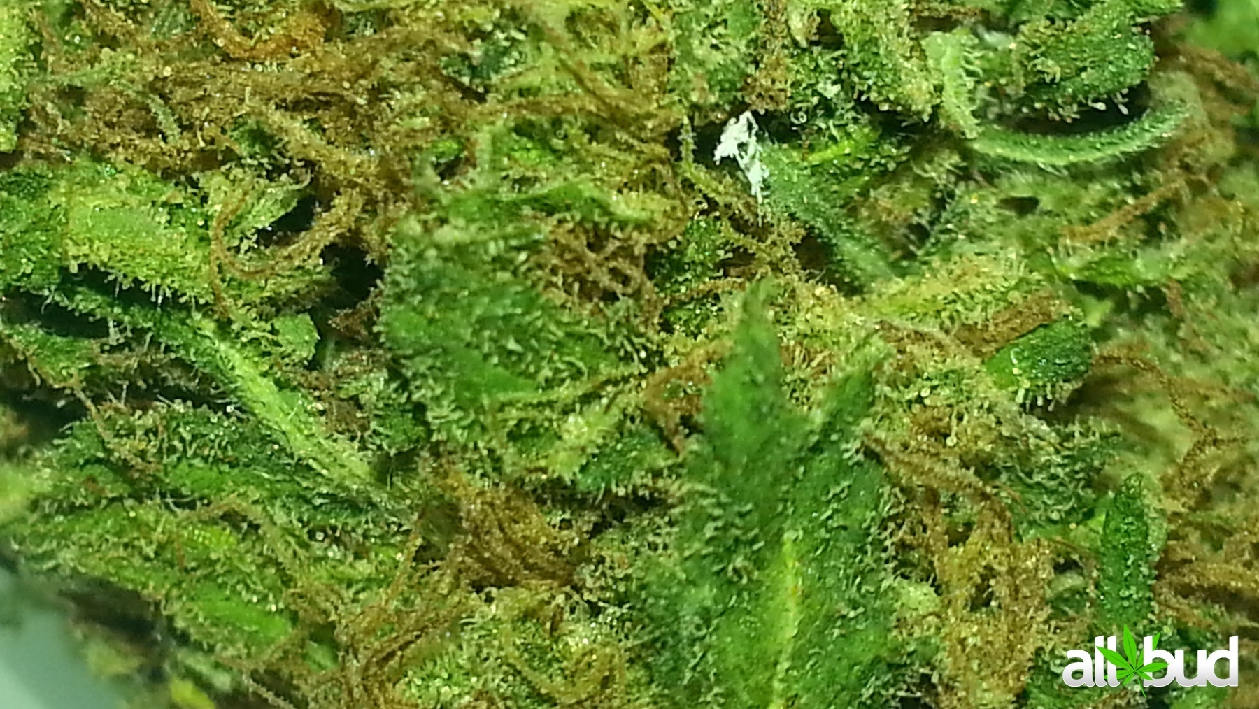 Cheese Candy