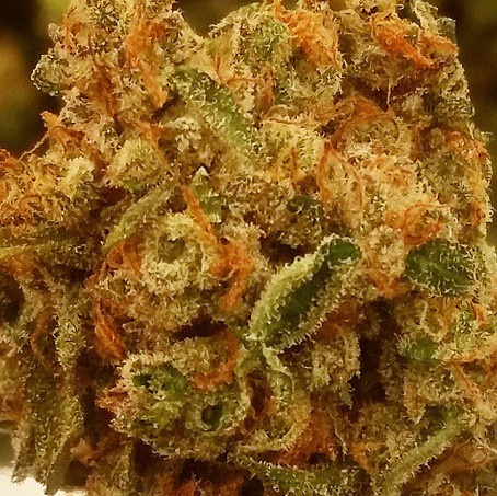 Cheesewreck