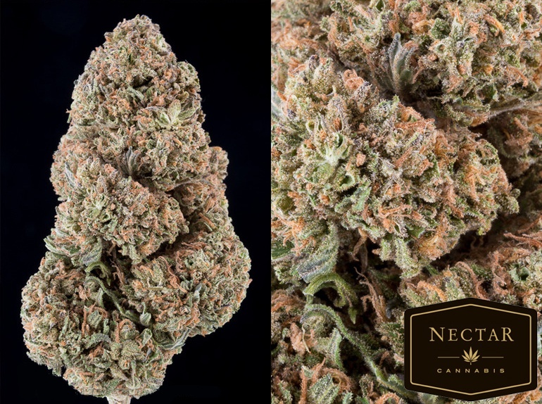 Cherry Frost