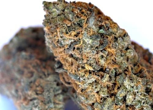 Chocolate OG