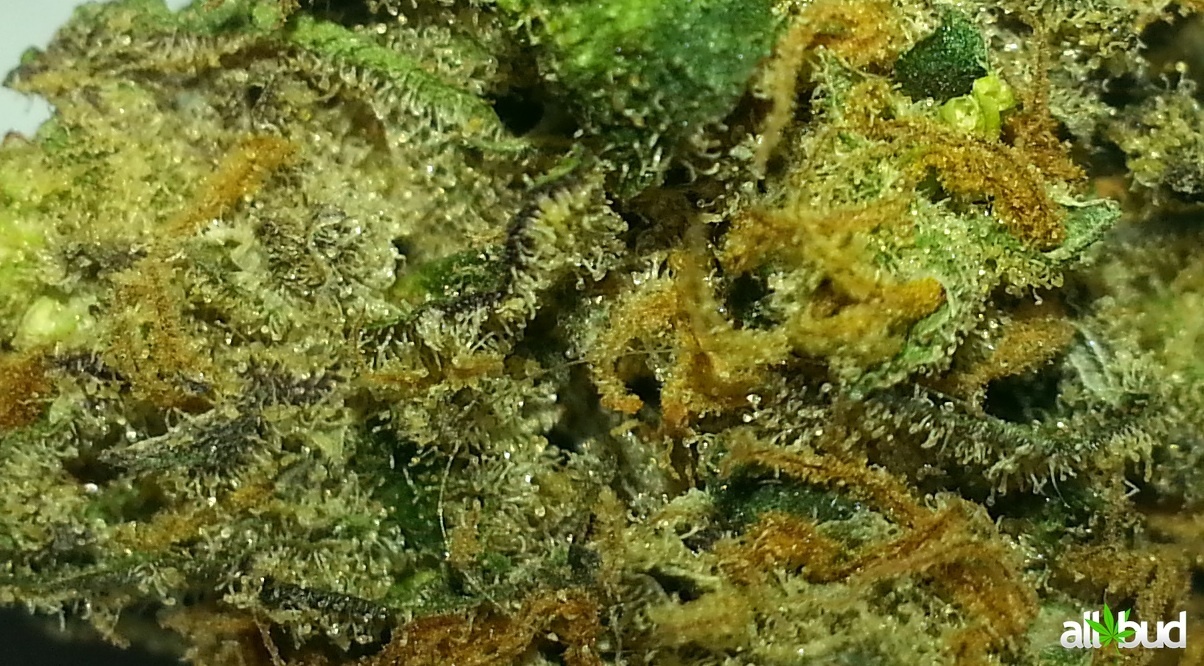 Chunky Diesel