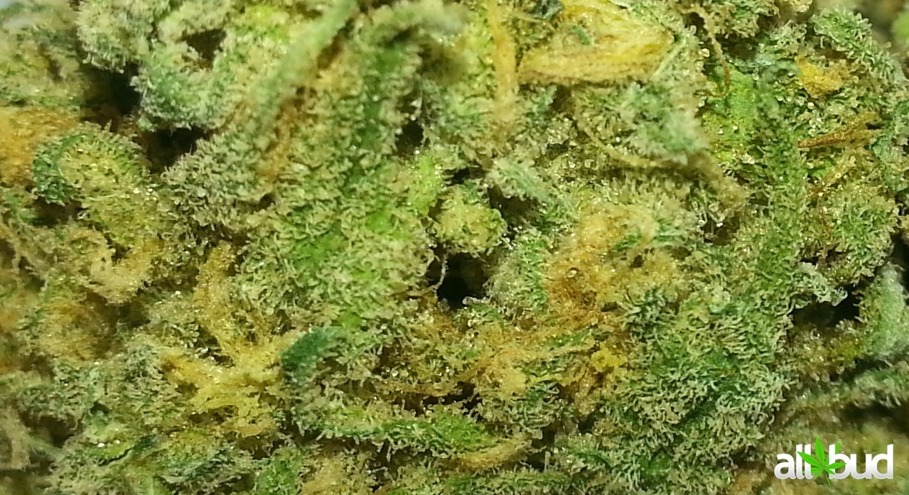 Citrus Kush