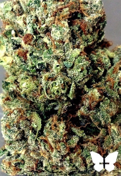 Classic OG