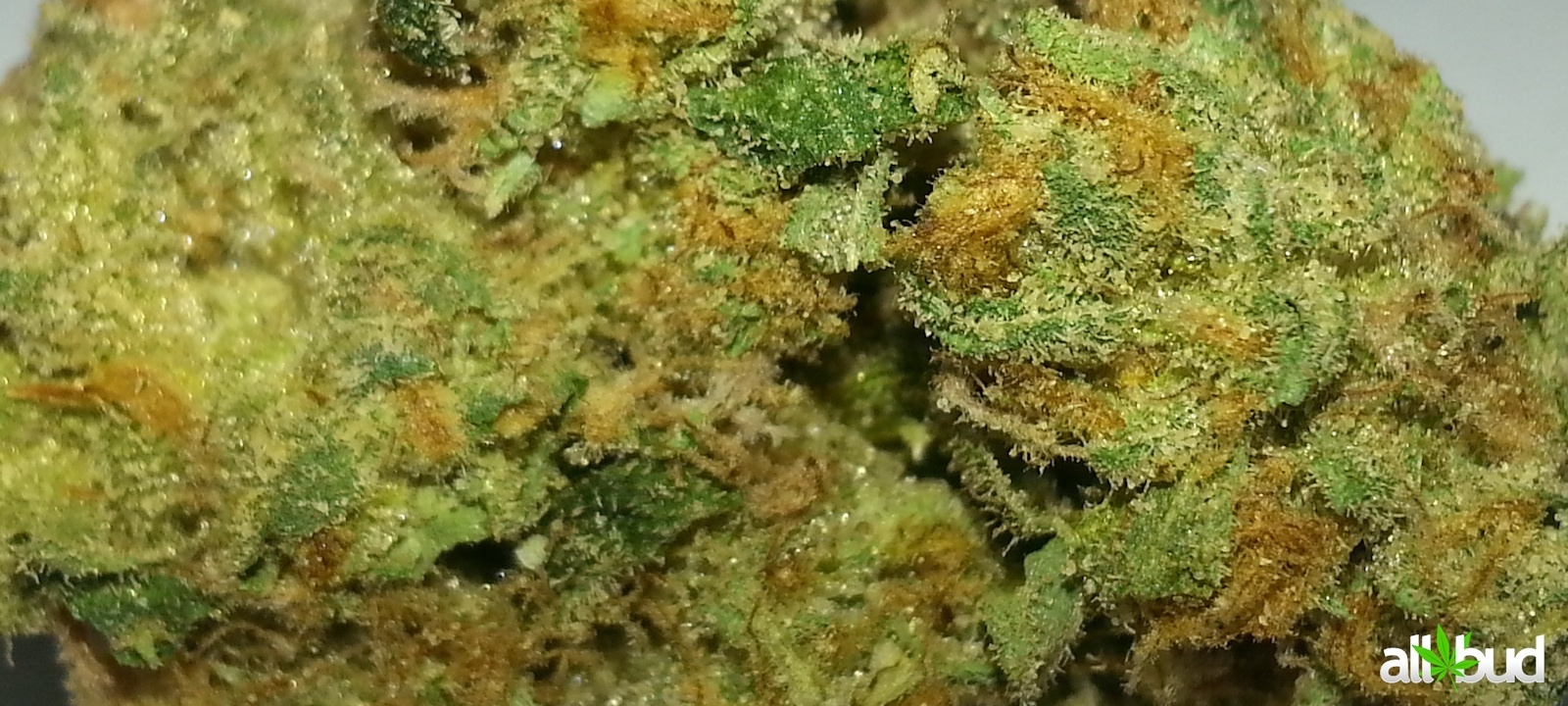 Cookie OG