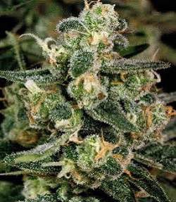 Cosmic Glue