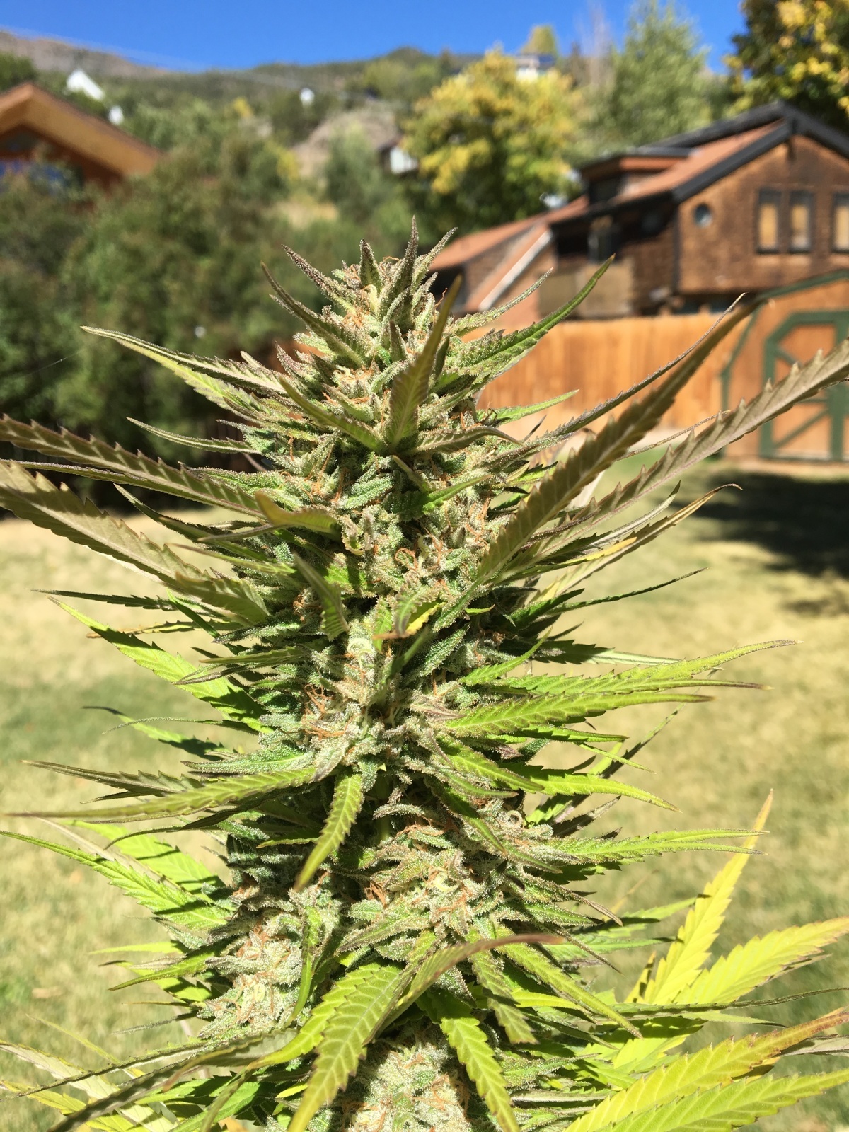 Critical Sensi Star