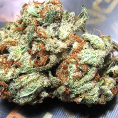 Critical Widow