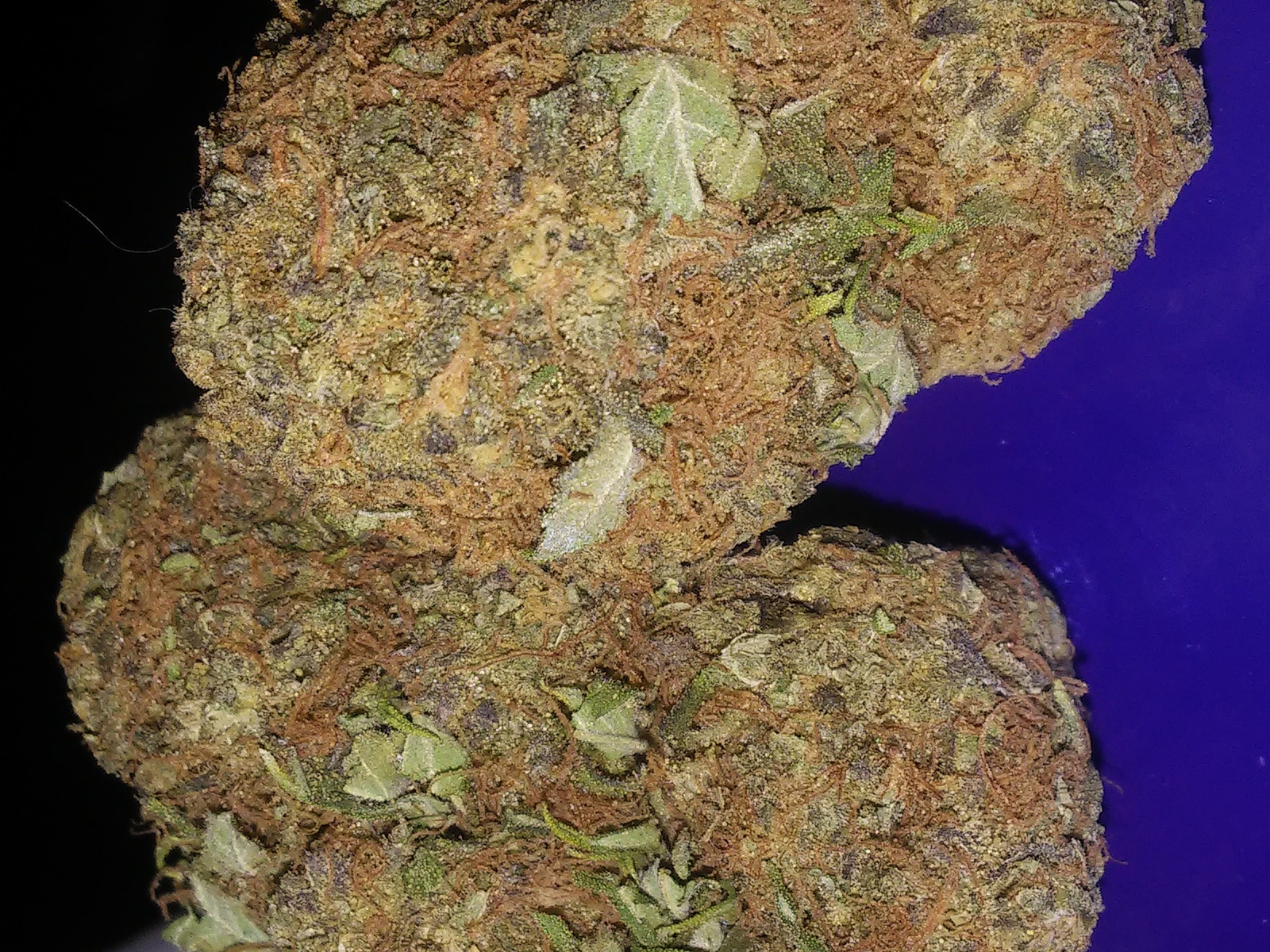 Crown Royale
