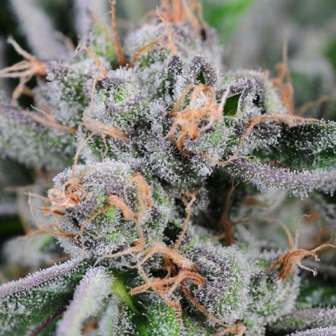crunchberry